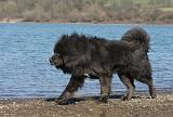 DOGUE DU TIBET 121